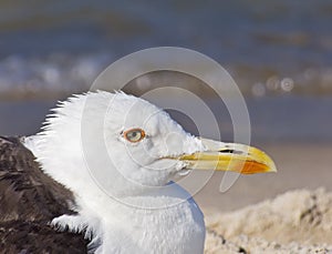 Sea Gull