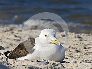 Sea Gull