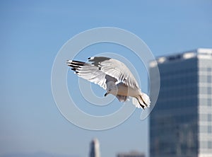 Sea gull