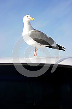 Sea gull