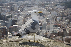 Sea Gull