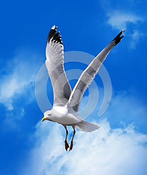 Sea gull