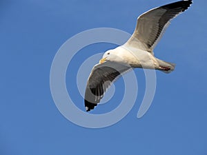 Sea Gull