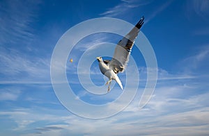 Sea gull