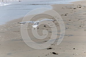 Sea Gull