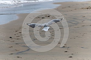 Sea Gull