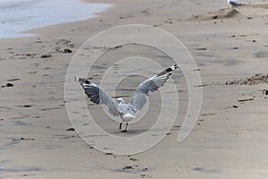 Sea Gull