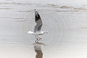 Sea Gull