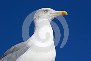 Sea gull