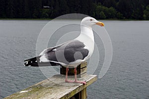 Sea Gull