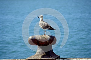 Sea-gull 2