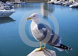 Sea gull