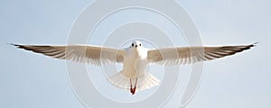 Sea gull