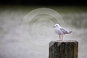 Sea gull.