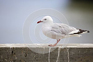 Sea gull.