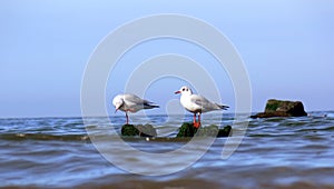 Sea gull