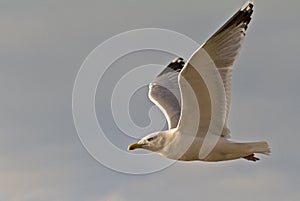 Sea-gull