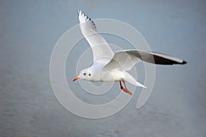 Sea gull