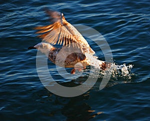 Sea gull