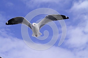 Sea gull