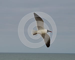 Sea Gull