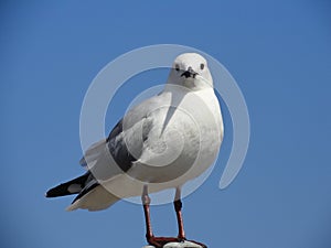 Sea Gull