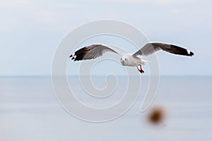 Sea gull