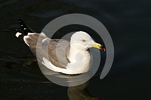 Sea gull