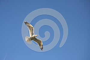 Sea gull