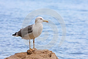 Sea gull