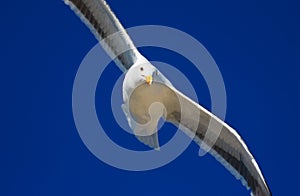 Sea Gull