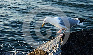 Sea gull