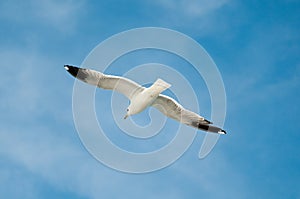 Sea gull against blue sky