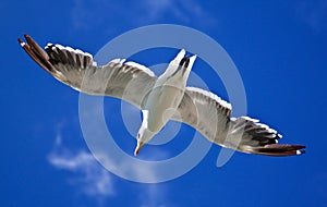 Sea gull against a bright blue sky