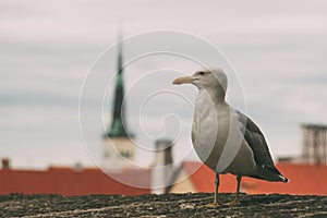 Sea gull against old town of Tallinn