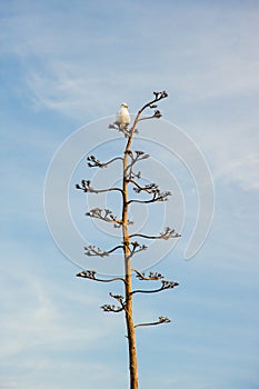 Sea Gull on Agave Flower