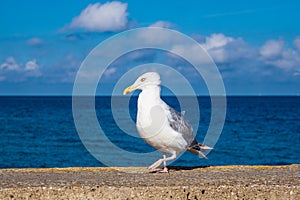 Sea gull on the Baltic Sea coast in Warnemuende, Germany