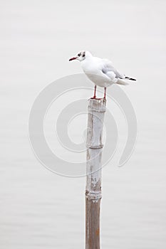 Sea gull on bamboo pole