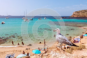 Sea gull on the beach Cala Escondida. Cala Comte, Ibiza, Balearic Islands. Spain photo