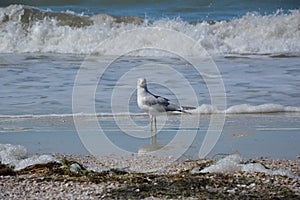 Sea Gull at the Beach at the Gulf of Mexico, Clearwater Beach, Florida