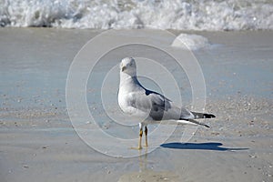 Sea Gull at the Beach at the Gulf of Mexico, Clearwater Beach, Florida