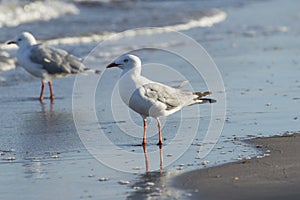 Sea Gull on Beach Shoreline