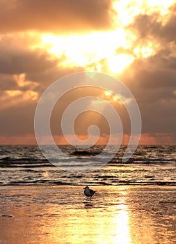 Sea gull in the sunset