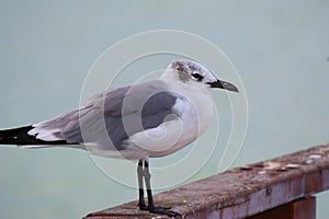 Sea gull bird on the beach of tulum quintana roo, mexico I photo