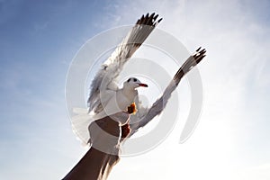 sea gull bird flying above hand feeding with blue sky white cloud background