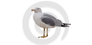 Sea gull bird isolated on white