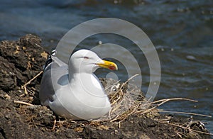 Sea-gull bird in the nest