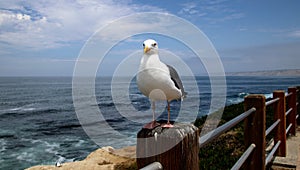 Sea gull bird on rock cliff over crashing waves and blue ocean water