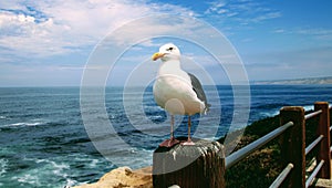 Sea gull bird on rock cliff over crashing waves and blue ocean water