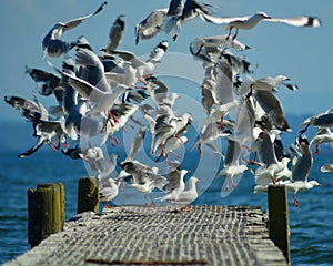 Sea gull bird's flocking flying on jetty black and white blue sea water